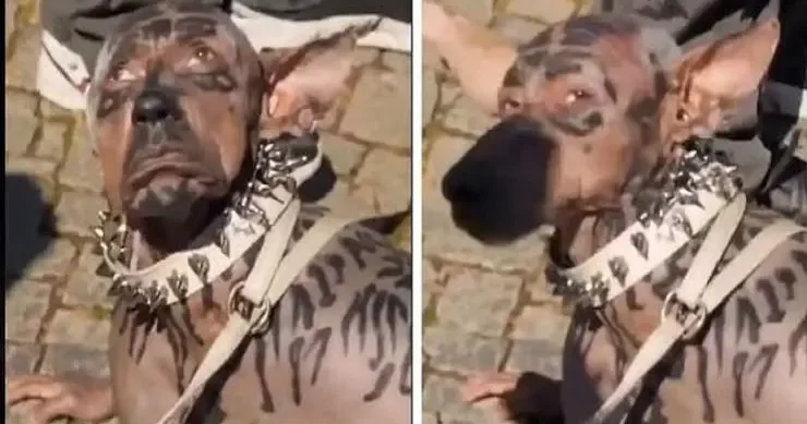 Kişi 2 milyon dollar xərcləyib itə çevrildi: Uşaqlıq arzum idi VİDEO