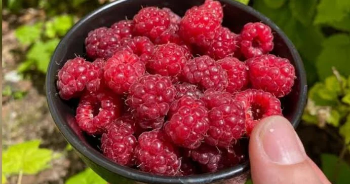 Moruğun inanmayacağınız faydaları