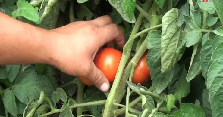 Məhsul qızarmamış tağda çürüyür Fermerlər narazıdı VİDEO