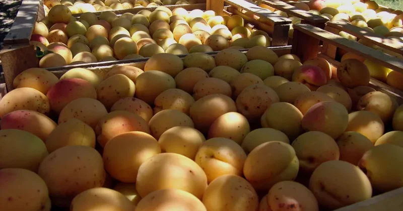 Минсельхоз России назвал условия возвращения импорта армянской продукции