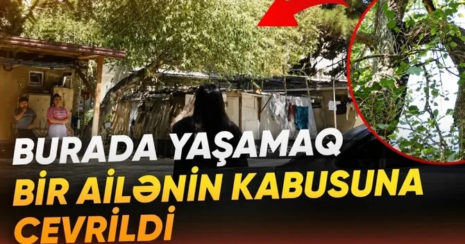 Sabunçuda evin damına ağac aşıb: Dörduşaqlı ailə təhlükə ilə üzləşib