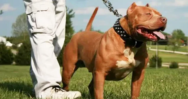 Ev kirayələməyə gedən cütlük pitbull hücumuna məruz QALDI