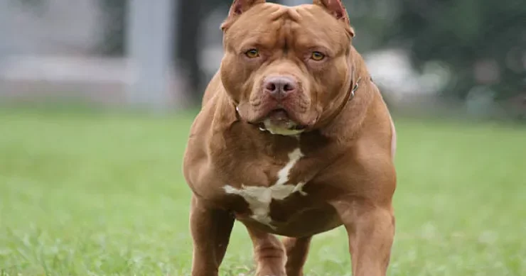 70 yaşlı qadın itinə hücum edən pitbulu DİŞLƏDİ