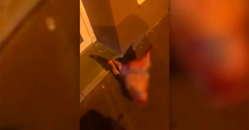 Fransa donuz məsələsində Rusiyadan şübhələnir
