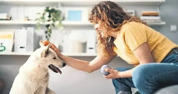 İt və pişik saxlamaq bahalaşır: Qiymətlər niyə artır?