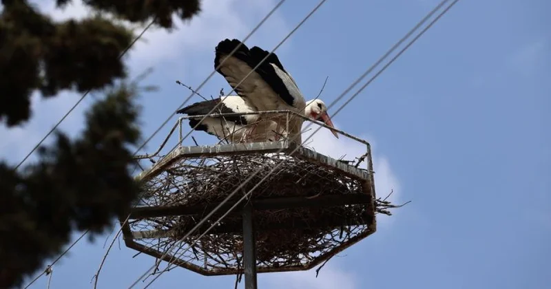 Sinopda bu il yumurtadan çıxan 73 leylək köç yoluna başlayıb