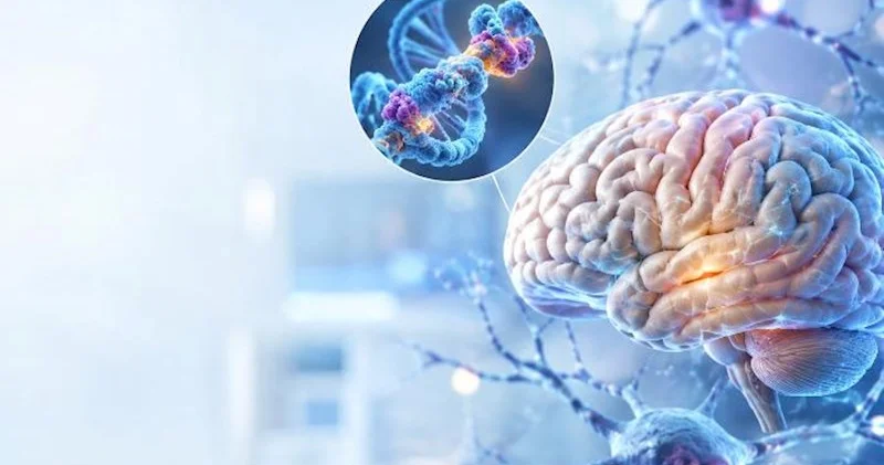 Alzheimer xəstəliyi ilə bağlı yeni kəşf