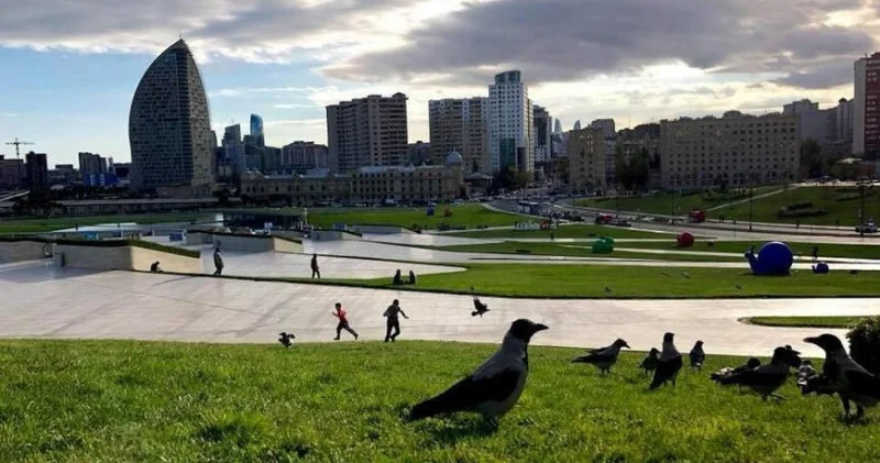 Bakıda qarğalar artıb: ƏSAS SƏBƏB...