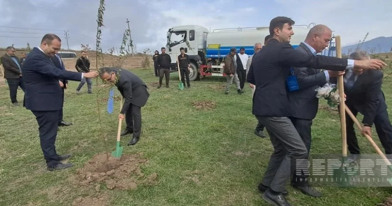 Xocalıda ağacəkmə aksiyası keçirilib