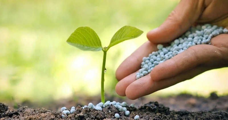Pestisid və gübrə istifadəsi torpaq keyfiyyətinə necə təsir edir? AYDINLIQ GƏTİRİLDİ