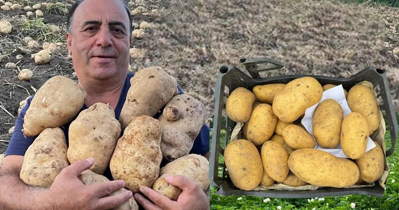 “Bir neçə ilə yaratdığım kartof sortlarını xaricdən alıb, seleksiyalarda istifadə edəcəklər” yeni kartof sortu yaradan tədqiqatçı ÖZƏL+FOTO