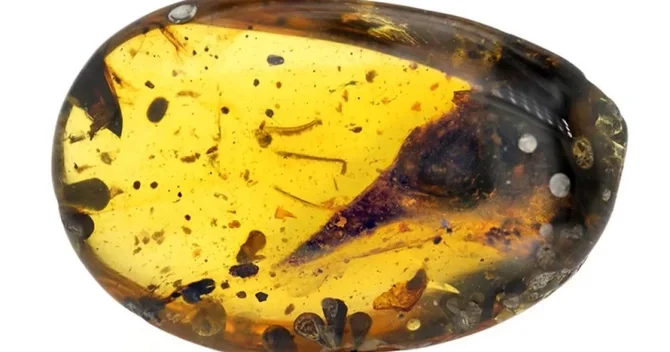 99 milyon illik kəhrəbanın içində dinozavr quyruğu tapıldı