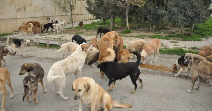 Sahibsiz it sürüsü evə ücum etdi