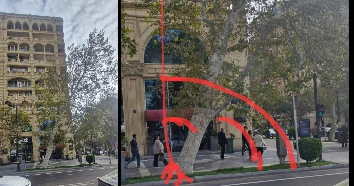 Bakının mərkəzində ağac yanı üstdə qalıb; qurumlar görməzdən gəlir FOTO