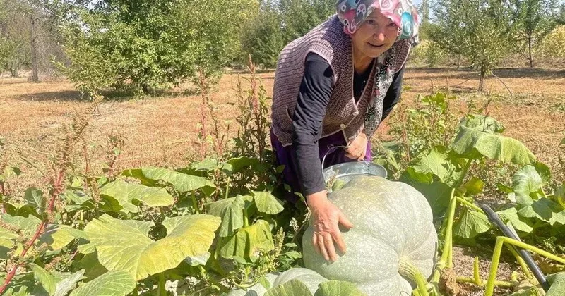 A, C və E vitaminlərinin hamısı onda var: 40 kiloqrama çatdı