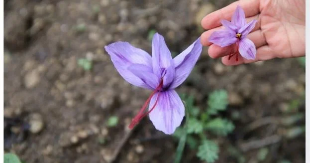 1 kiloqramı 450 min: Möcüzə bitki çiçək açdı