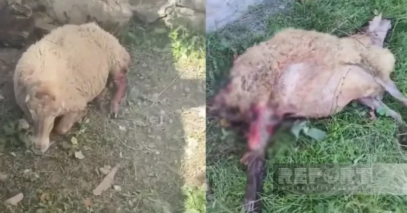 В Шеки бродячие собаки напали на дом