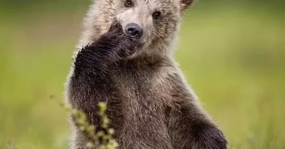 Hamının inandığı məşhur əhvalatın arxasında nə dayanır?