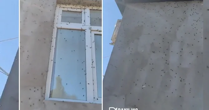 Zaqatalada böcəklər evlərə kütləvi hücum edib