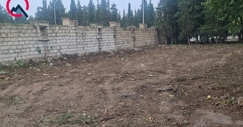 “Gecə saatlarında çoxlu ağacı kəsib daşıdılar” Rəsmi açıqlama+Fotolar