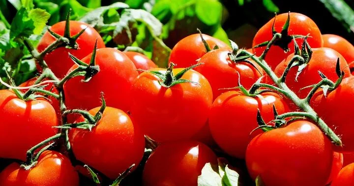 Pomidorun daha bir faydası üzə çıxdı