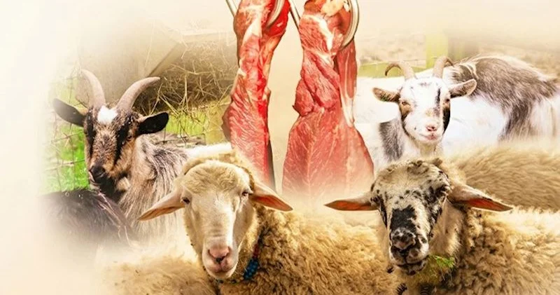 Azərbaycanda qoyun və keçilərin sayı 6 ildə 1,3 milyon baş azalıb