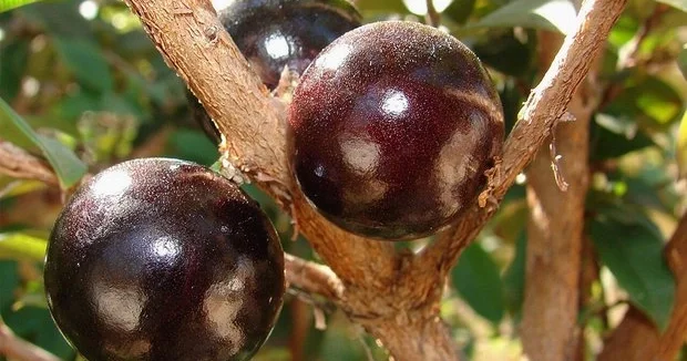 Bu meyvə ekstraktı prostat xərçənginin qarşısını ala bilir