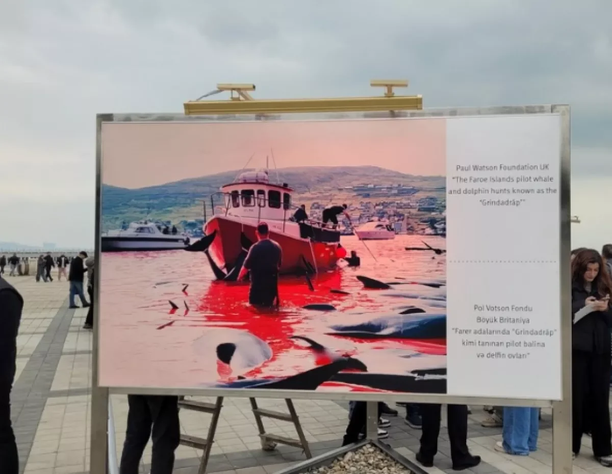 В Баку продолжается выставка, посвященная международной охране морских живых видов