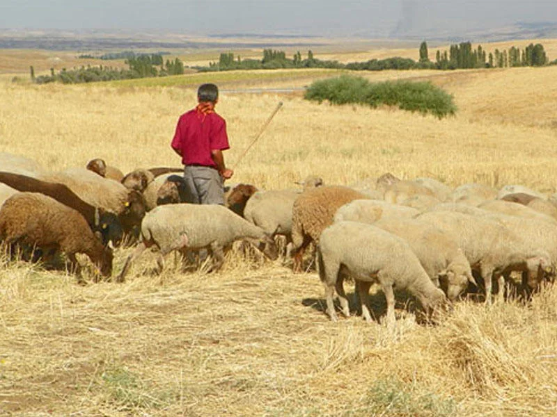 6 uşaq atası olan 37 yaşlı çoban faciəvi şəkildə öldü