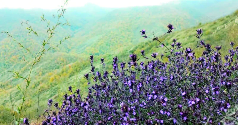 Yağmursuz, bəzi yerlərdə duman...