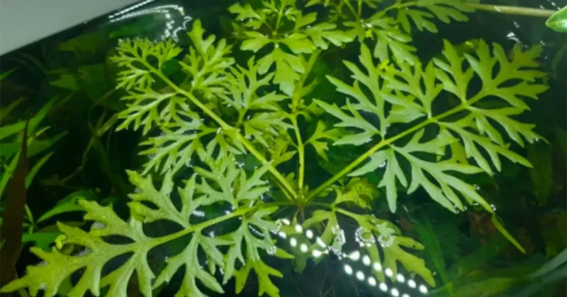 Ученые обнаружили редкоземельные элементы в папоротниках