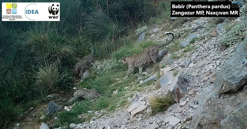 Один из азербайджанских леопардов стал в Турции морским котиком Эко возрождение Зангезура в действии / ВИДЕО