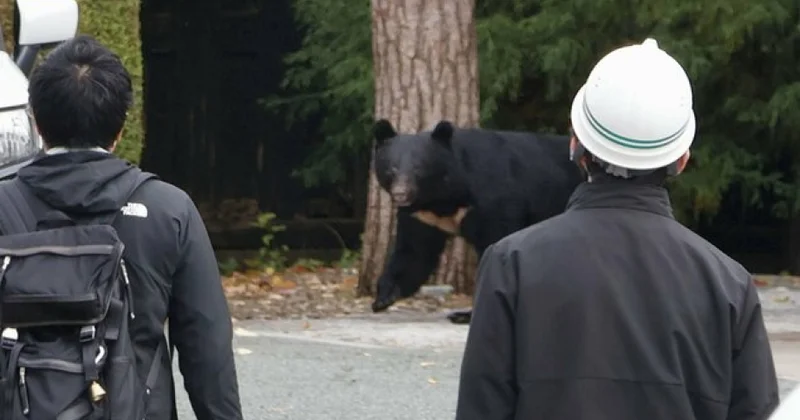 Yaponiyada ayıları silahla vurmağa icazə verən yeni qayda qüvvəyə minir