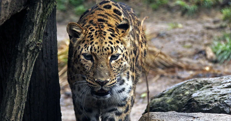 В Нахчыване растет популяция леопарда Minval Politika