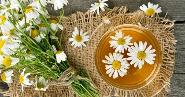 Yatmazdan əvvəl bu çayı içmək xeyirlidir