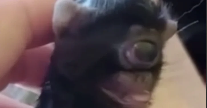 В Бразилии родился кот циклоп ВИДЕО