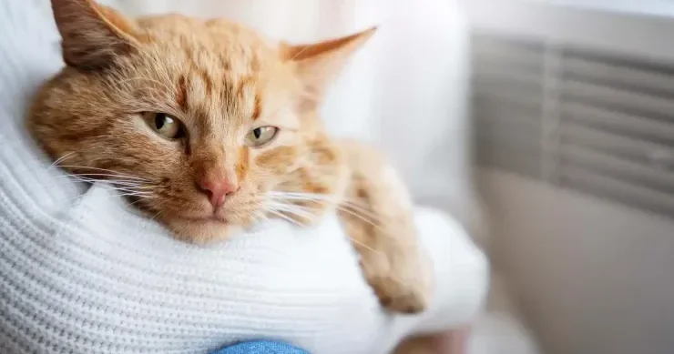 Pişik 1250 avroluq cəriməyə səbəb oldu