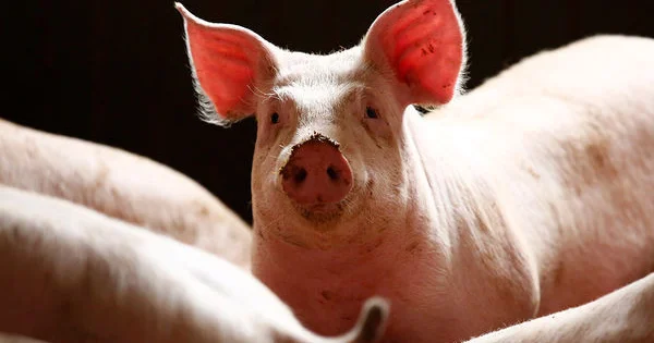 Раскрыта двойная иммунная реакция на пересадку почки свиньи в тело человека