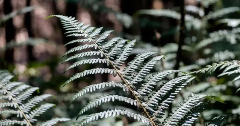 Qıjı bitkisindən nadir mineral əldə edilib