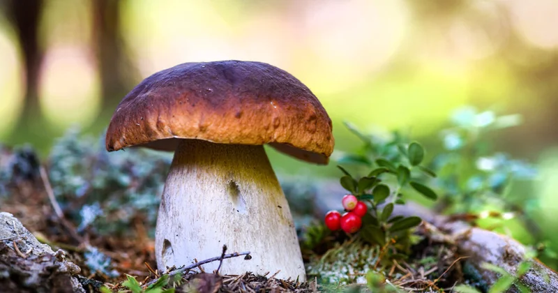 Названы самые полезные для здоровья грибы