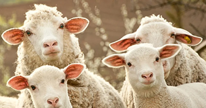 Bakıda çoban müdirinin qoyunlarını oğurladı