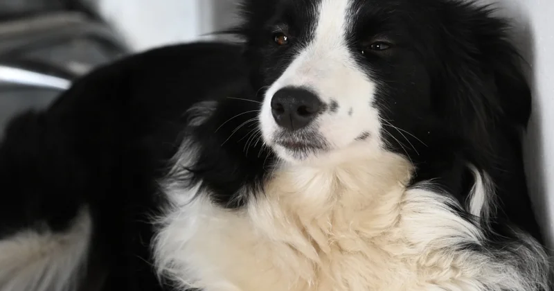 Sevimli ev heyvanları vitrində paytaxdakı zoobazardan REPORTAJ