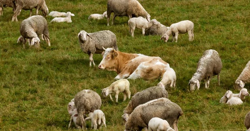 İnək qəssabdan qaçdı, qoyunların arasında gizləndi