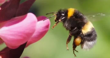 Alimlər: “Arılar Mors kodunu oxuya bilirlər...”