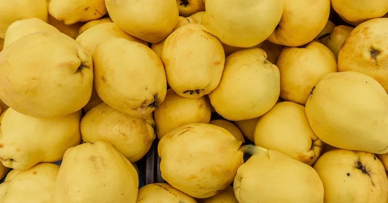 Azərbaycan Rusiyaya heyva satışını artırıb