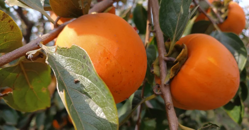 Xurmanın ixrac coğrafiyası genişlənsə də, məhsulun əmtəə görünüşünün qüsurlu olması tovuzlu bağbanları narahat edir