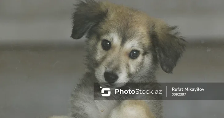 В Баку разгорелся конфликт между соседями из за содержания собак в квартире
