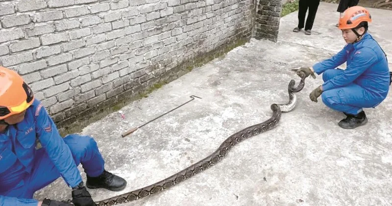 Мужчина принял 13 килограммового питона за канат