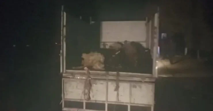 Naxçıvanda maşın qoyun sürüsünə çırpıldı: 20 heyvan tələf oldu