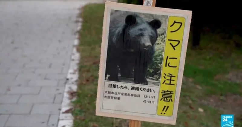 Японию терроризируют медведи: рекордное количество погибших людей ФОТО